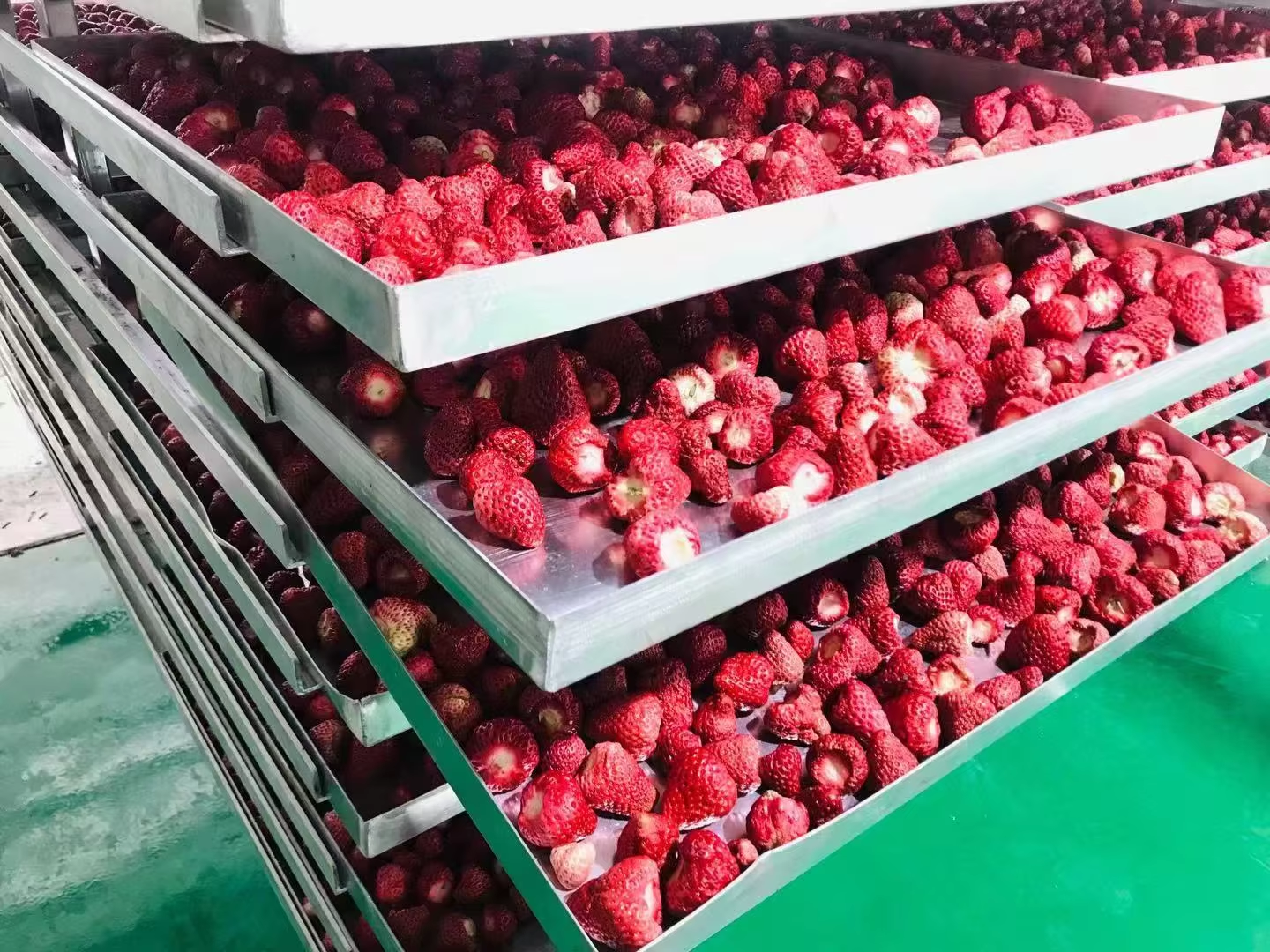 Freeze Dryer